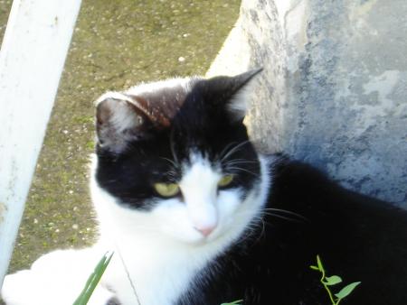 léo